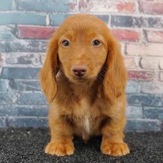 Dachshund