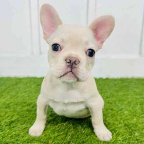 French Bulldog