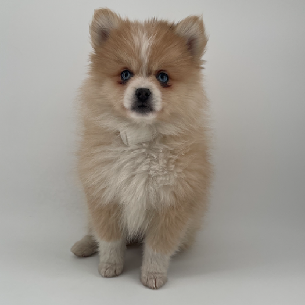 carousel pet images