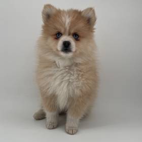 Pomsky