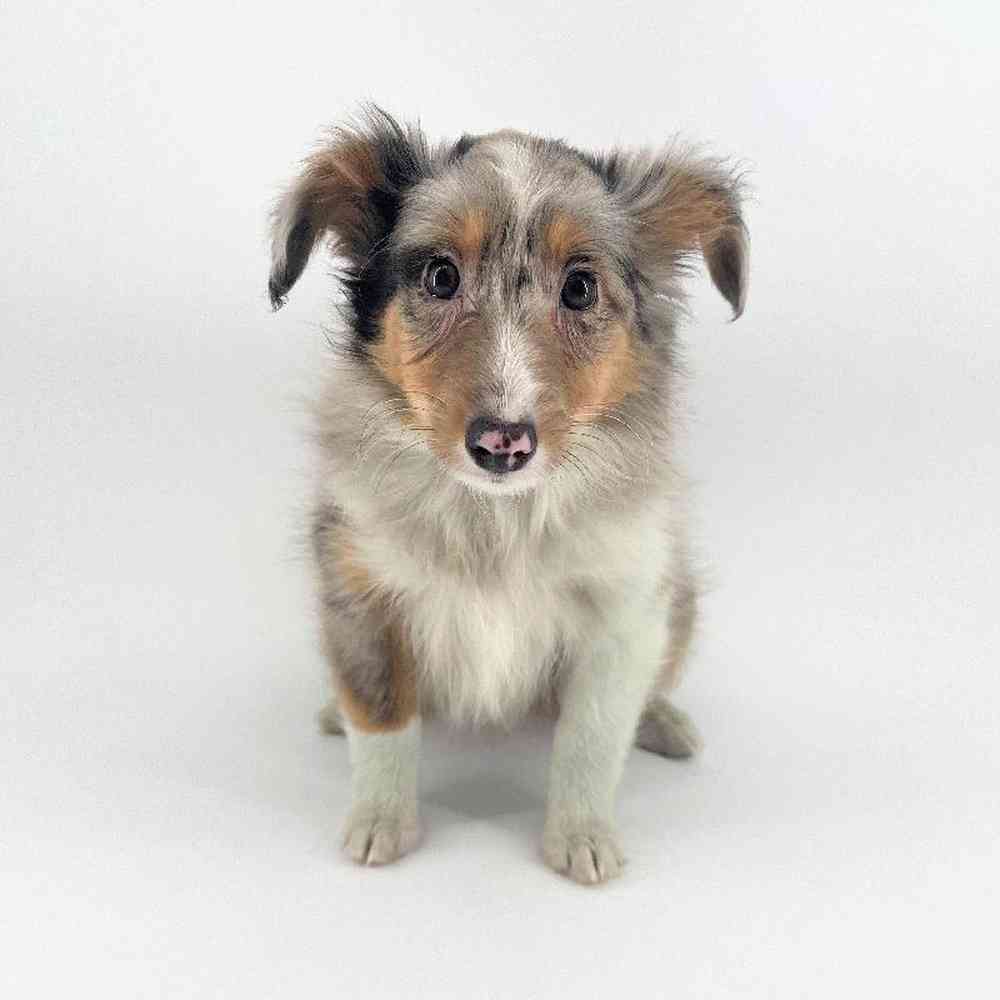 carousel pet images