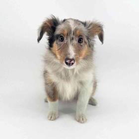 Sheltie
