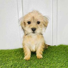 Shorkie
