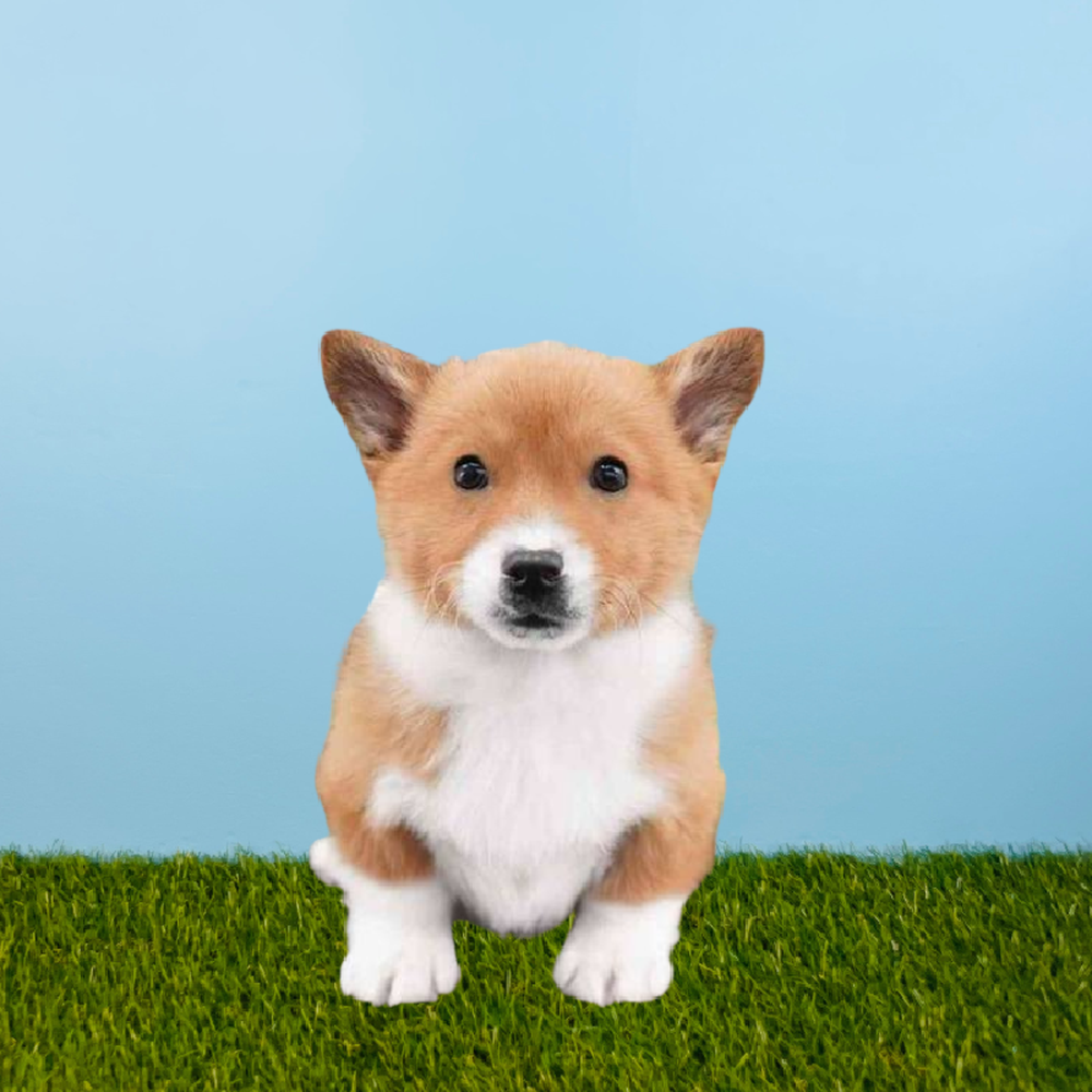 carousel pet images