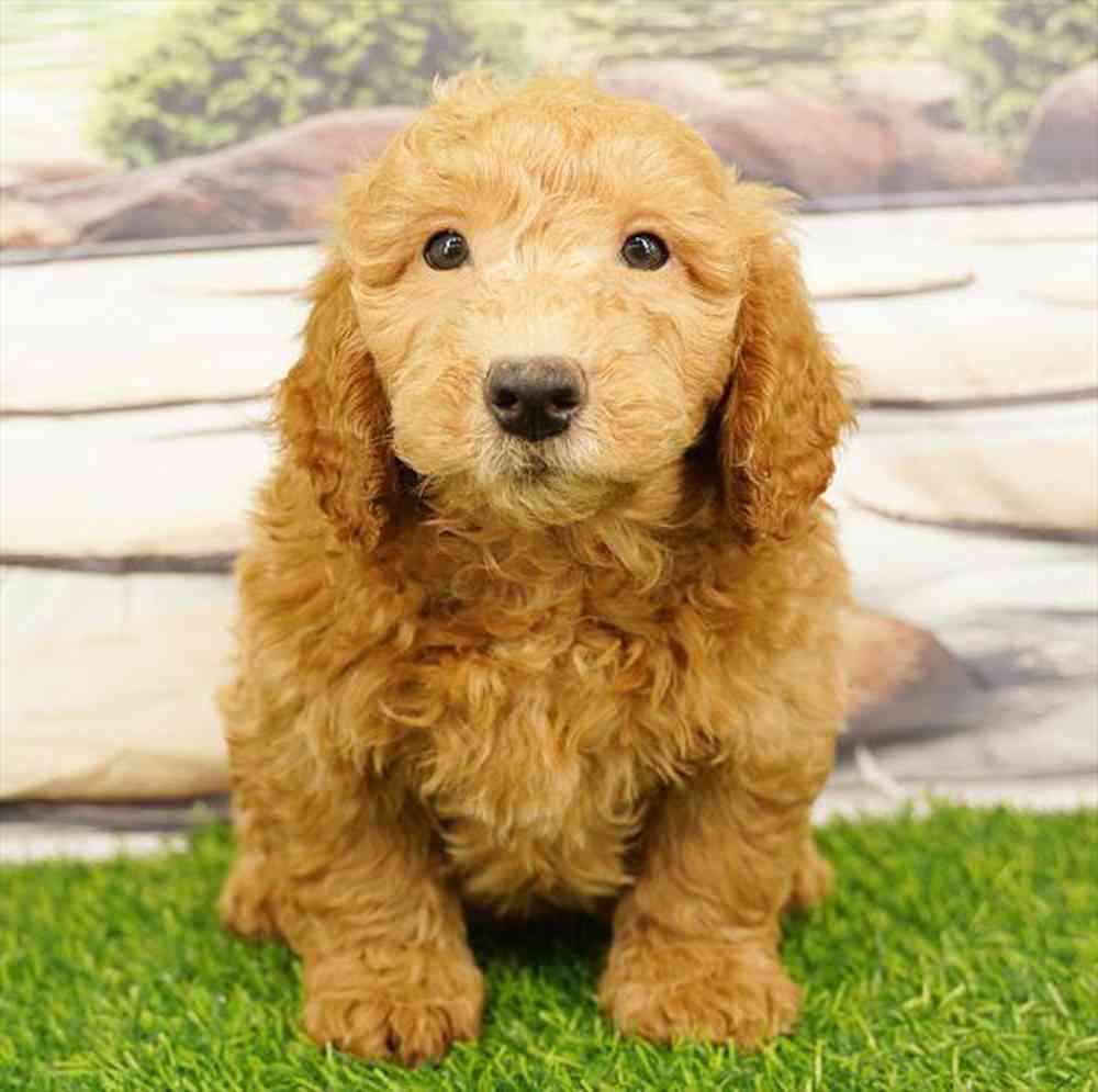carousel pet images