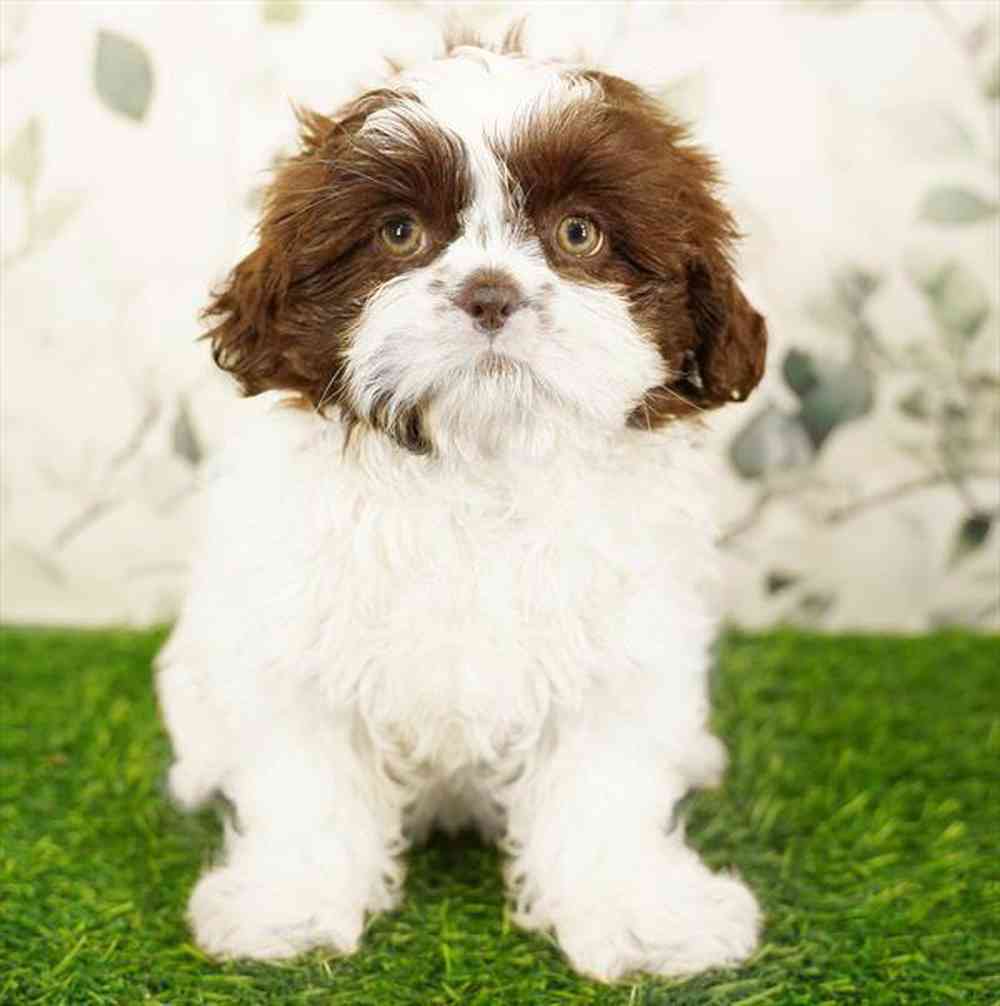 Image of a pet breed in the gallery