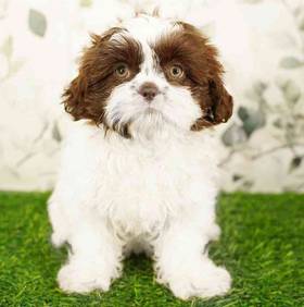 Shih Tzu