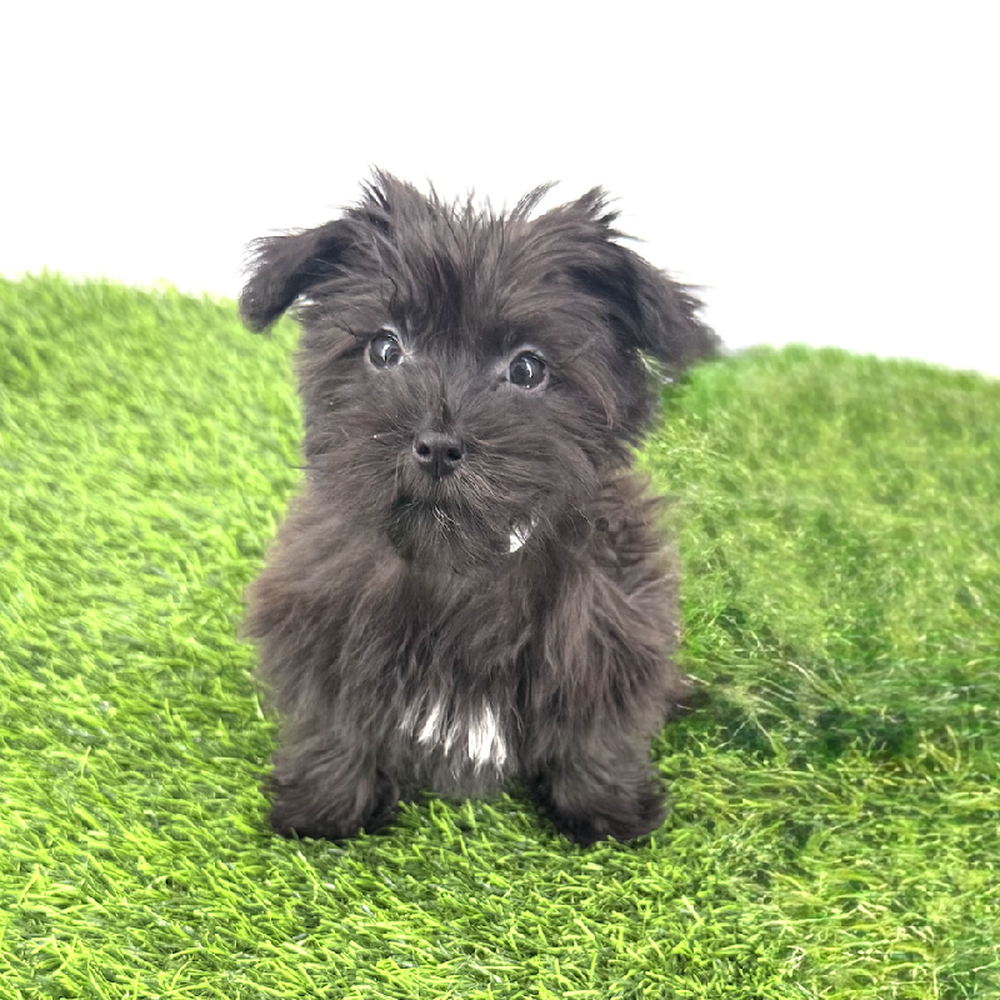 Image of a pet breed in the gallery