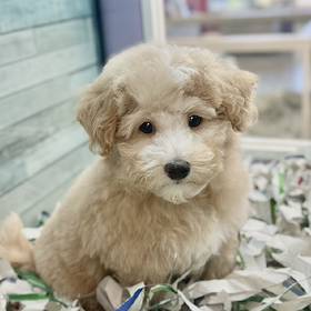Maltipoo