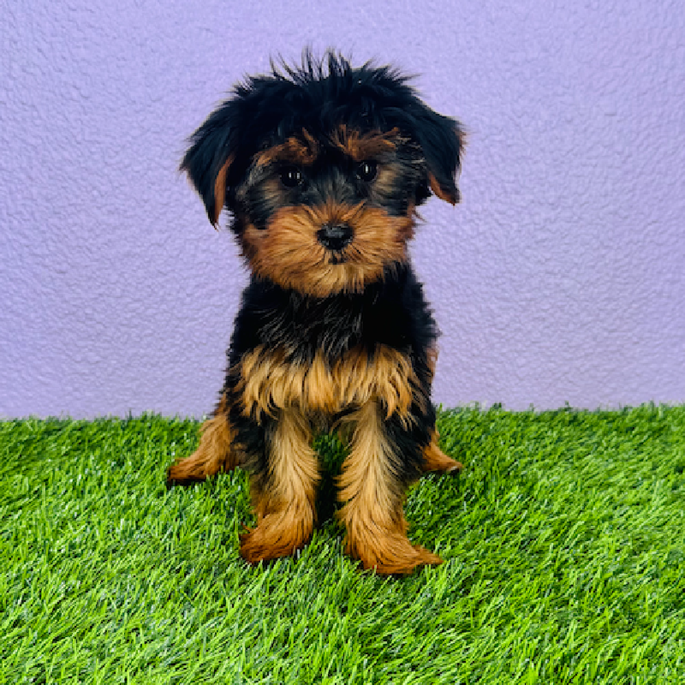 carousel pet images