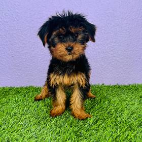 Yorkie