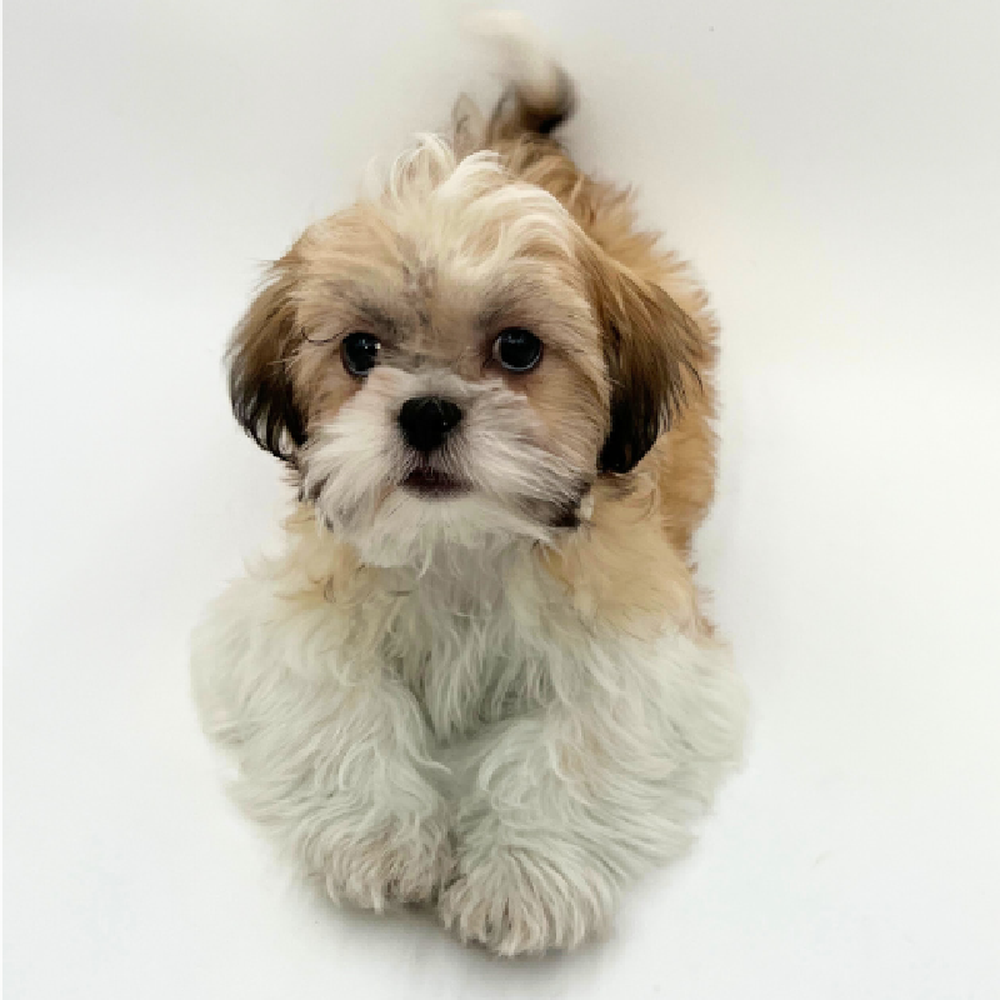carousel pet images