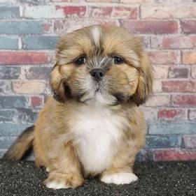 Lhasa Apso