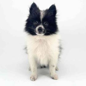 Pomeranian