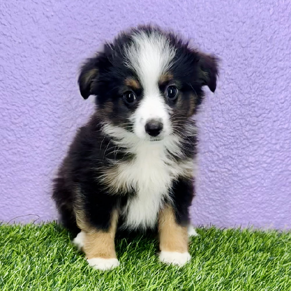 carousel pet images
