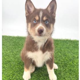 Pomsky