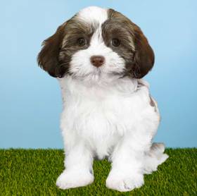 Havanese