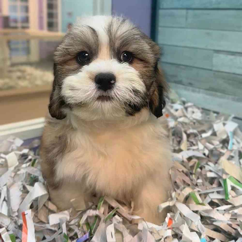 carousel pet images