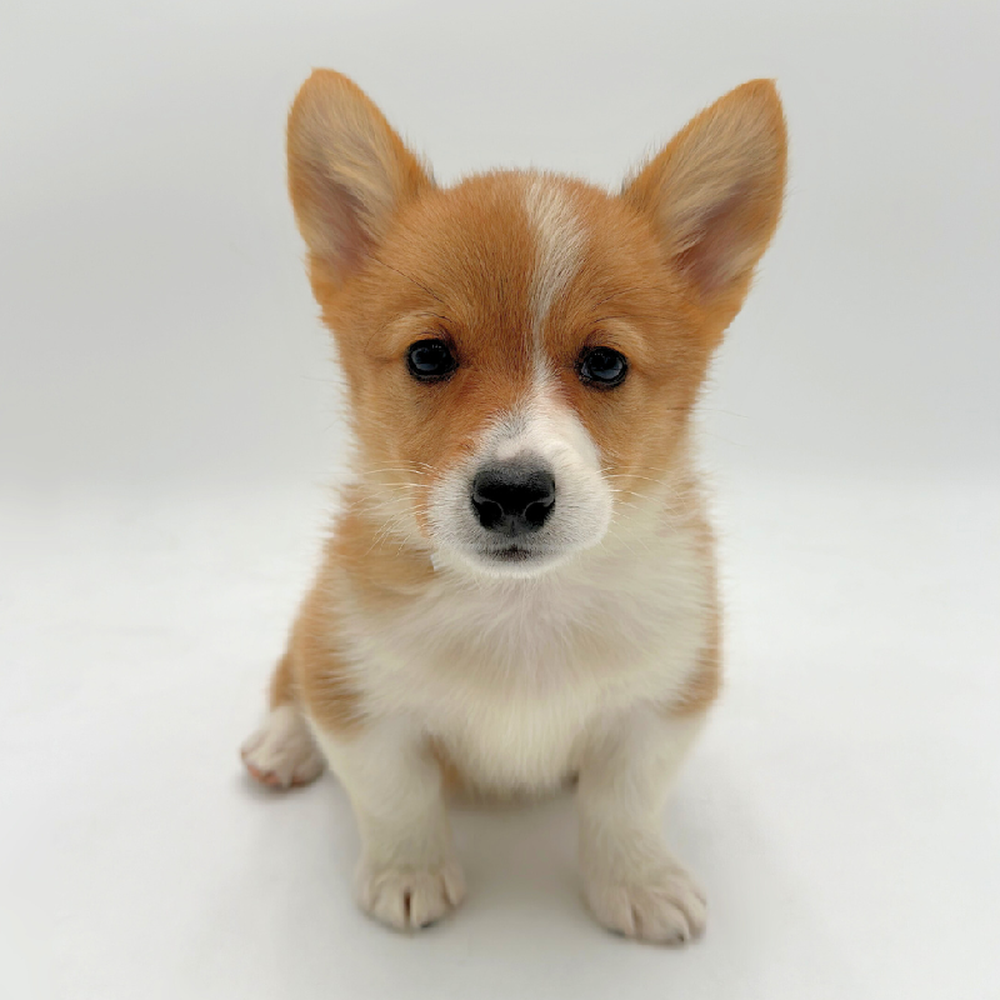 carousel pet images