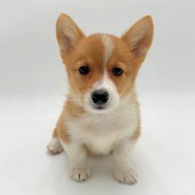 Pembroke Welsh Corgi