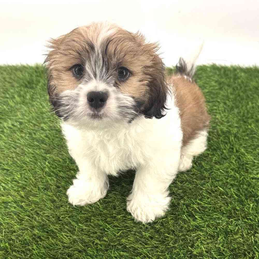 carousel pet images