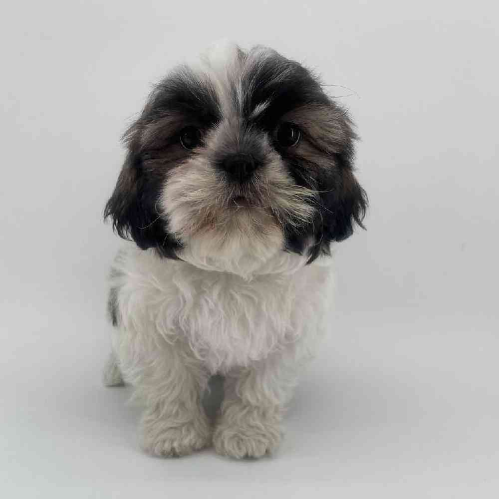 carousel pet images