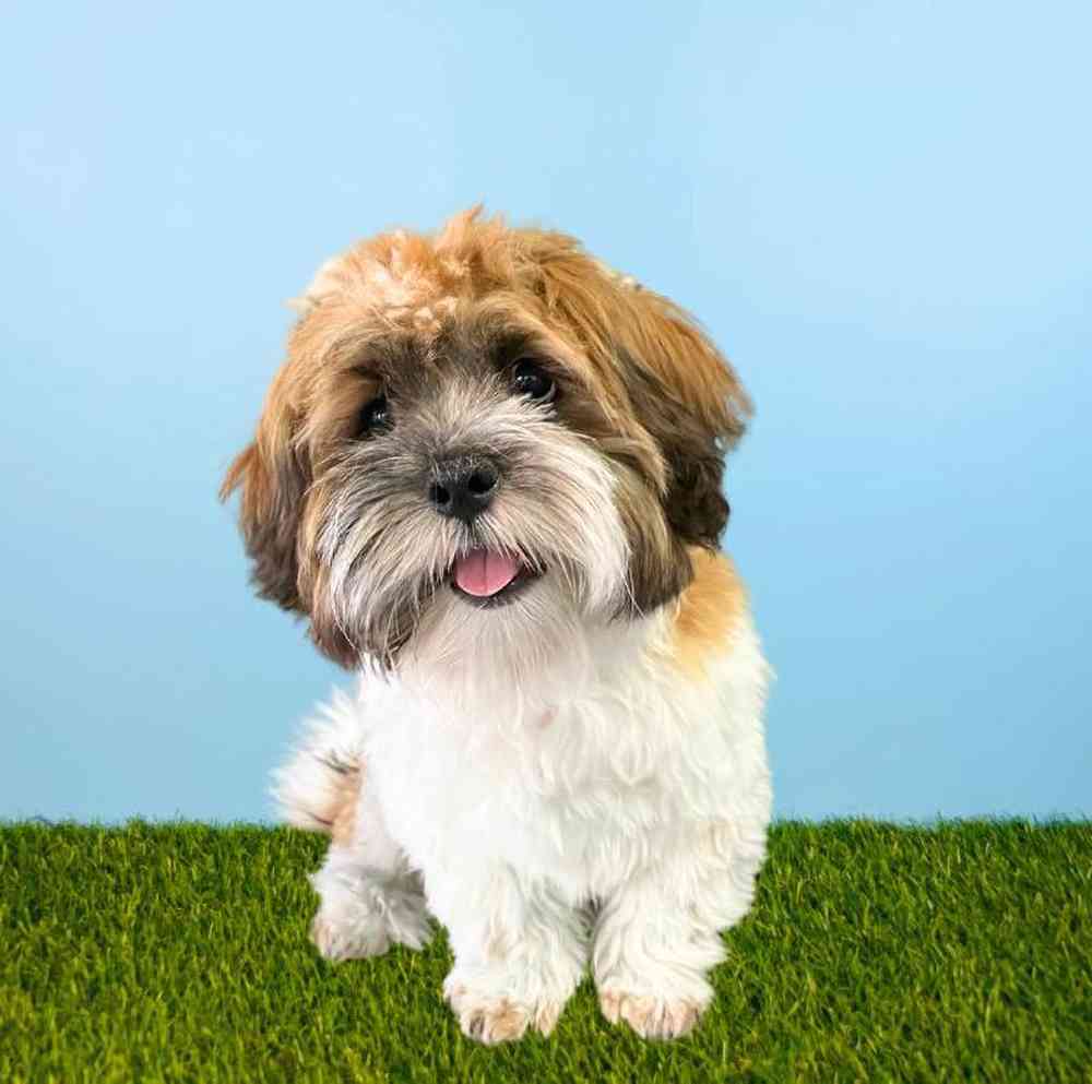 carousel pet images