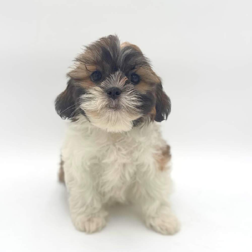 carousel pet images