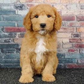 2nd Gen Mini Goldendoodle