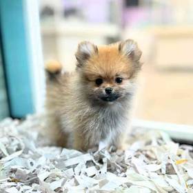 Pomeranian
