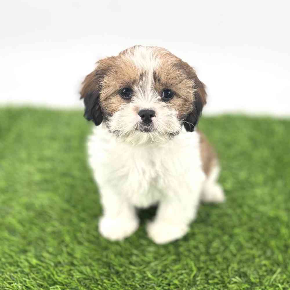 carousel pet images