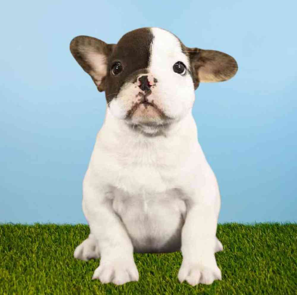 carousel pet images