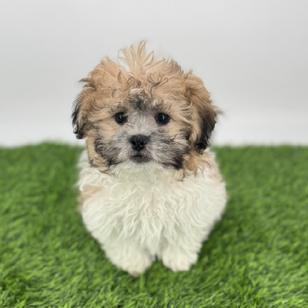 carousel pet images