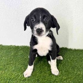 Labrador Retriever-Beagle