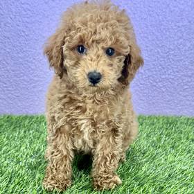 Poodle