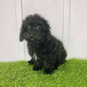 Cavapoo