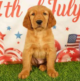 Golden Retriever