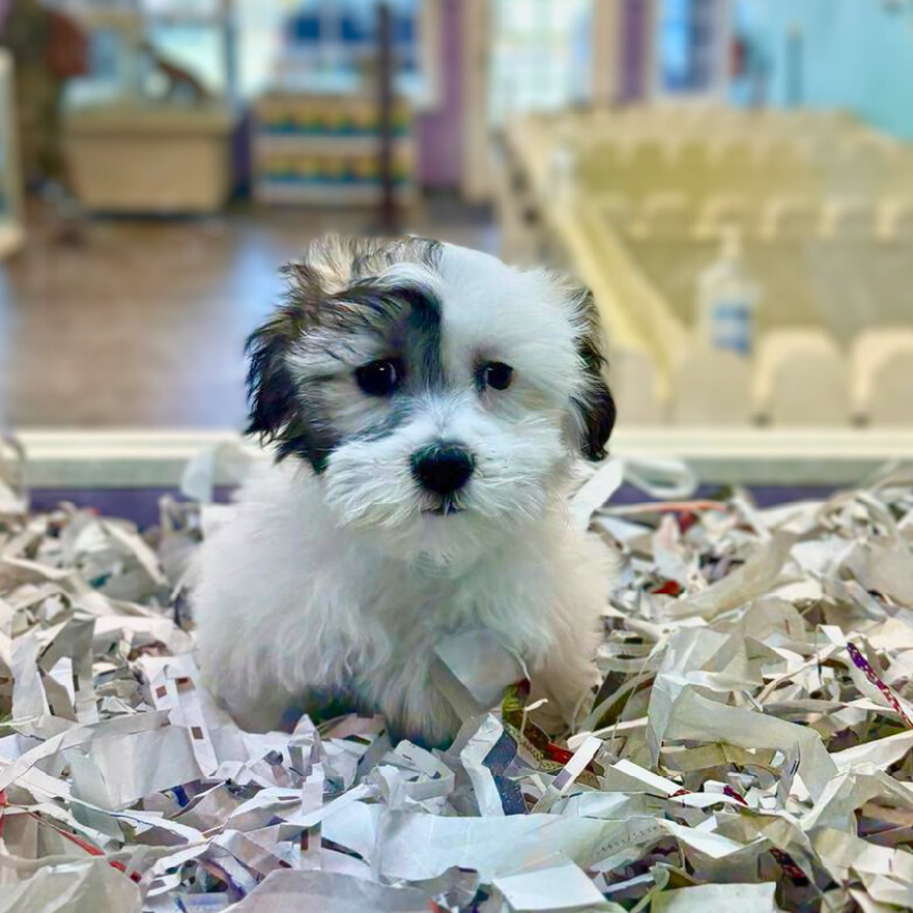 carousel pet images