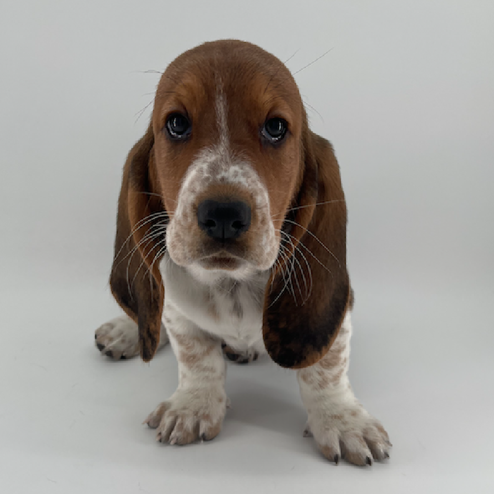 carousel pet images