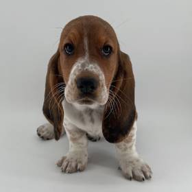 Basset Hound