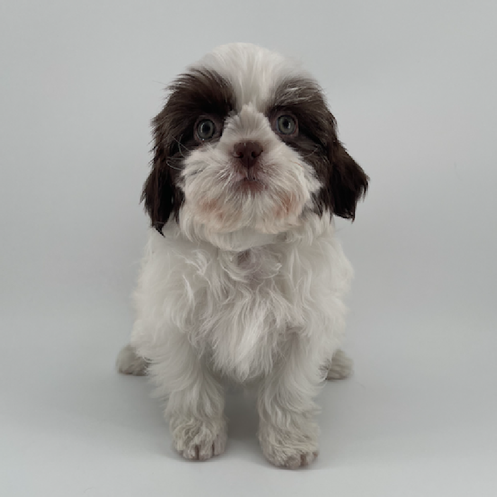 carousel pet images