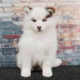 Pomsky