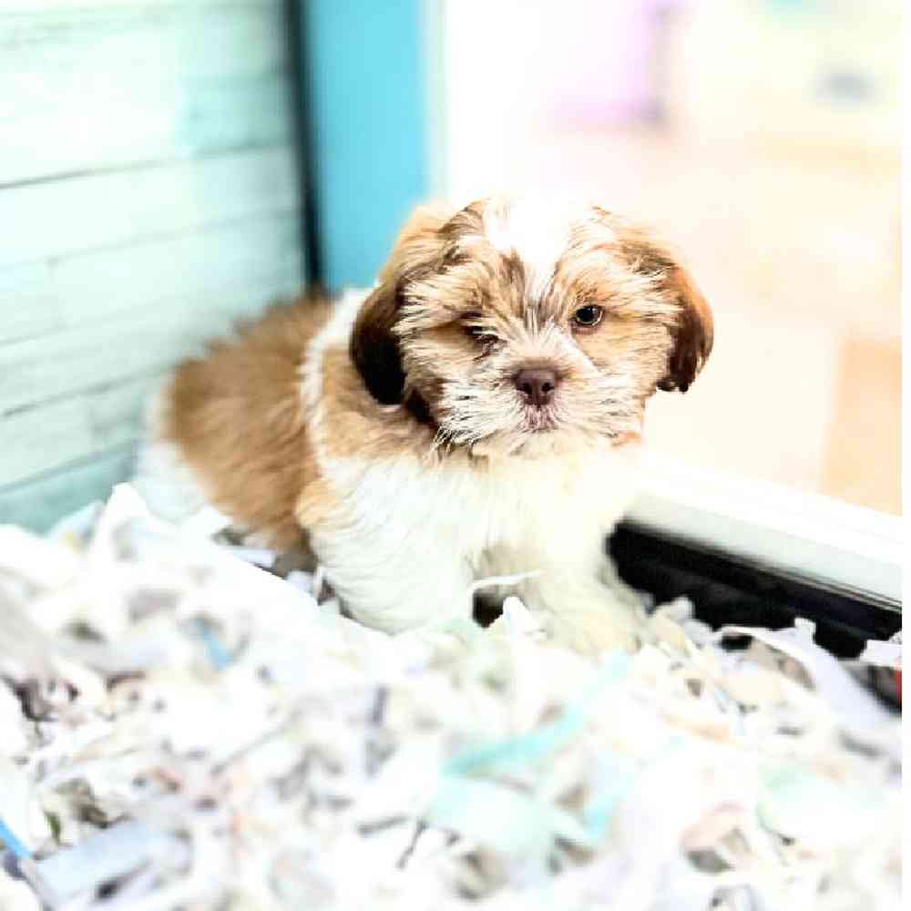 carousel pet images