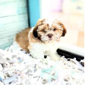 Shih Tzu