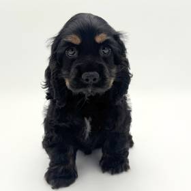 Cocker Spaniel
