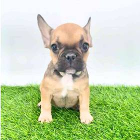 French Bulldog
