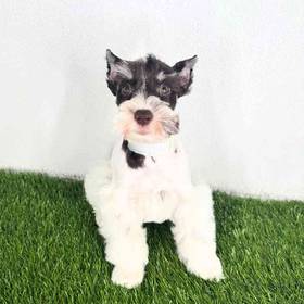 Mini Schnauzer