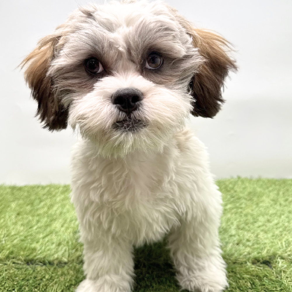 carousel pet images