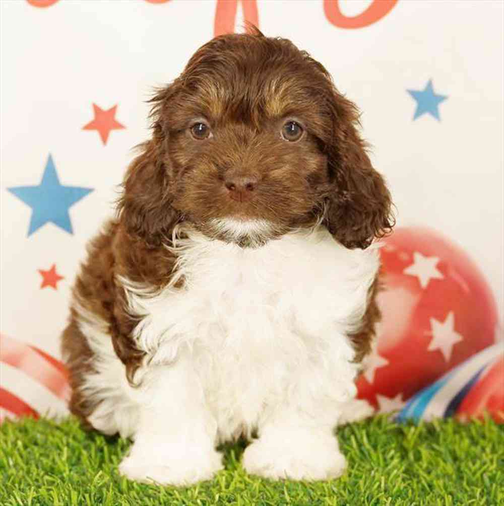carousel pet images