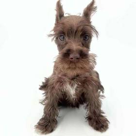 Mini Schnauzer